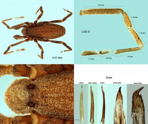Réf. 194 665 : Trogulus closanicus